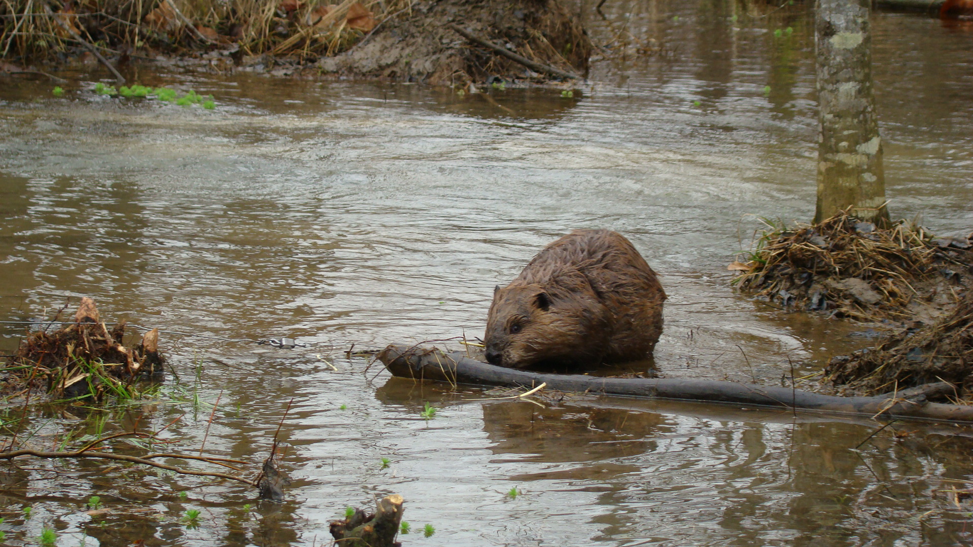 FLAT TAIL CALL, beaver lure is one of my favorite beaver lures, works